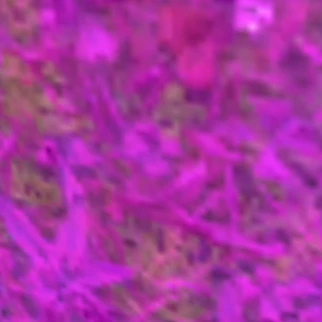 김믽규