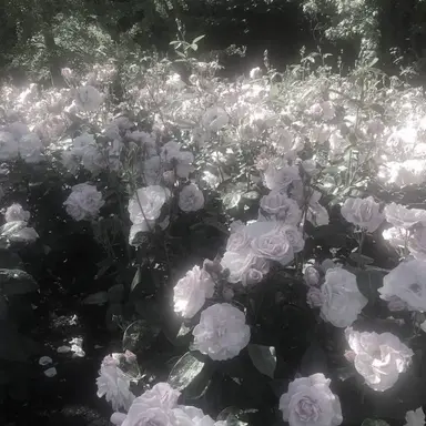 Profile image of 찬스