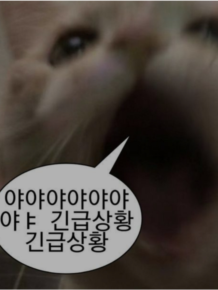 포세이큰 아이돌 여우 늑대 대표 이미지