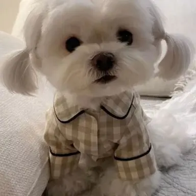 Profile image of 새콩