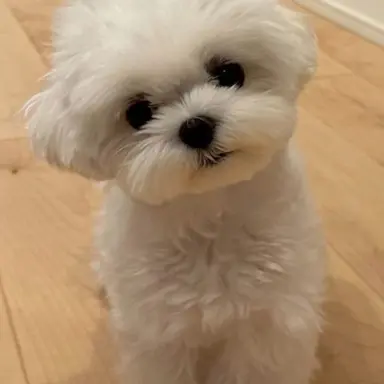 Profile image of 설탕이