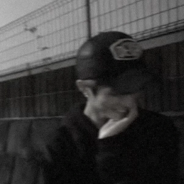 樹
