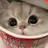 숑냥이