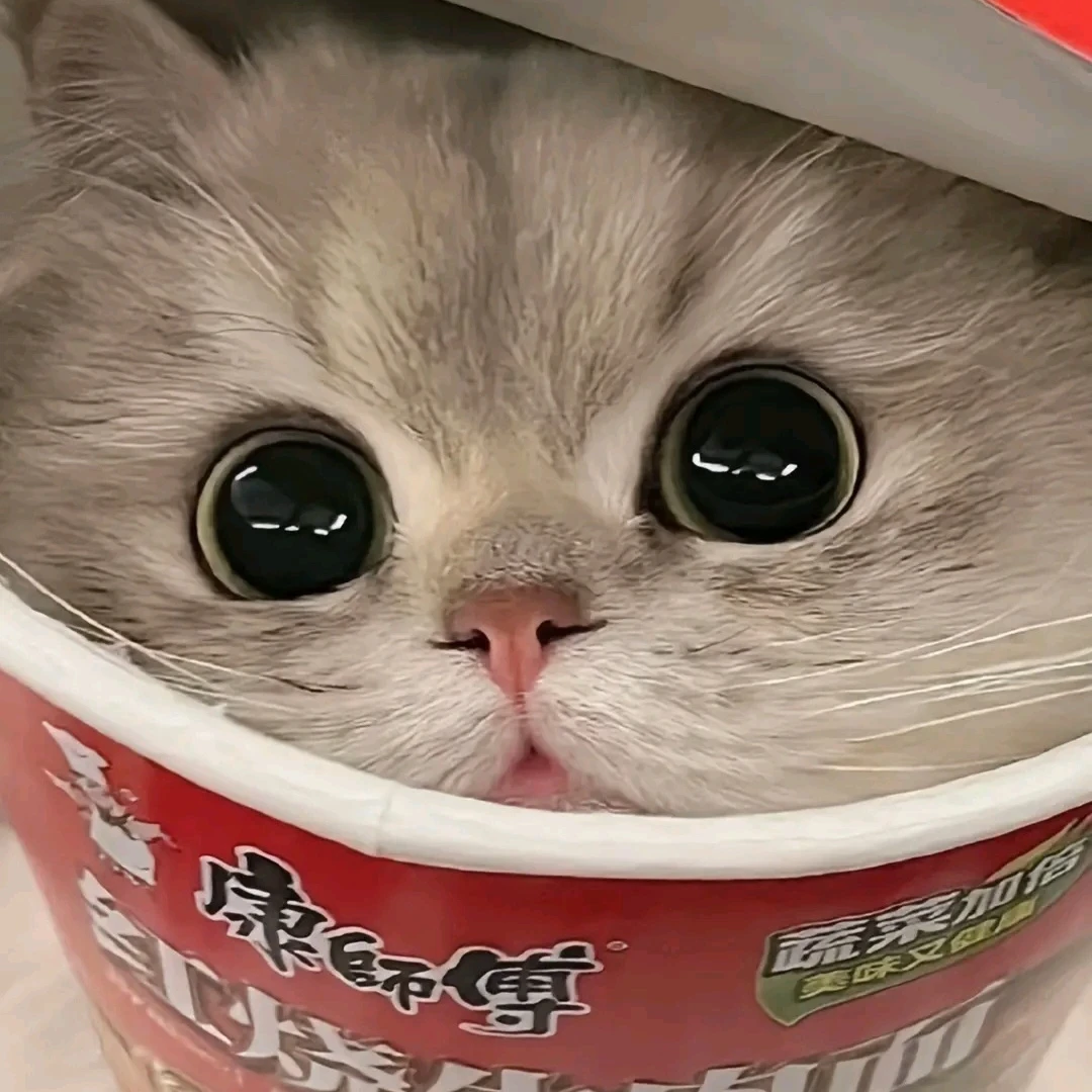 숑냥이