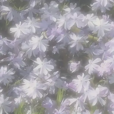 Profile image of 멜로우