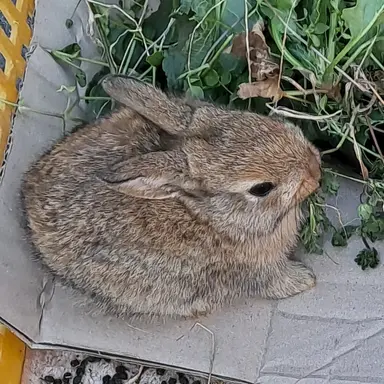 Profile image of 꽥