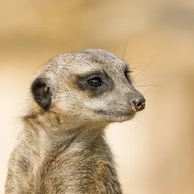 Profile image of ㅇㅅ