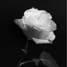 Profile image of 돔