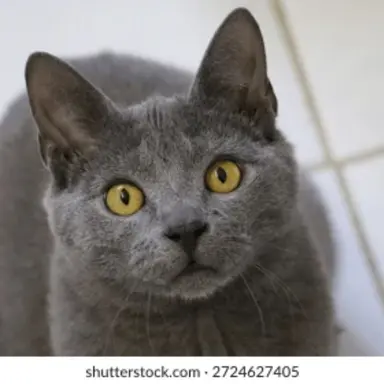 Profile image of Gray