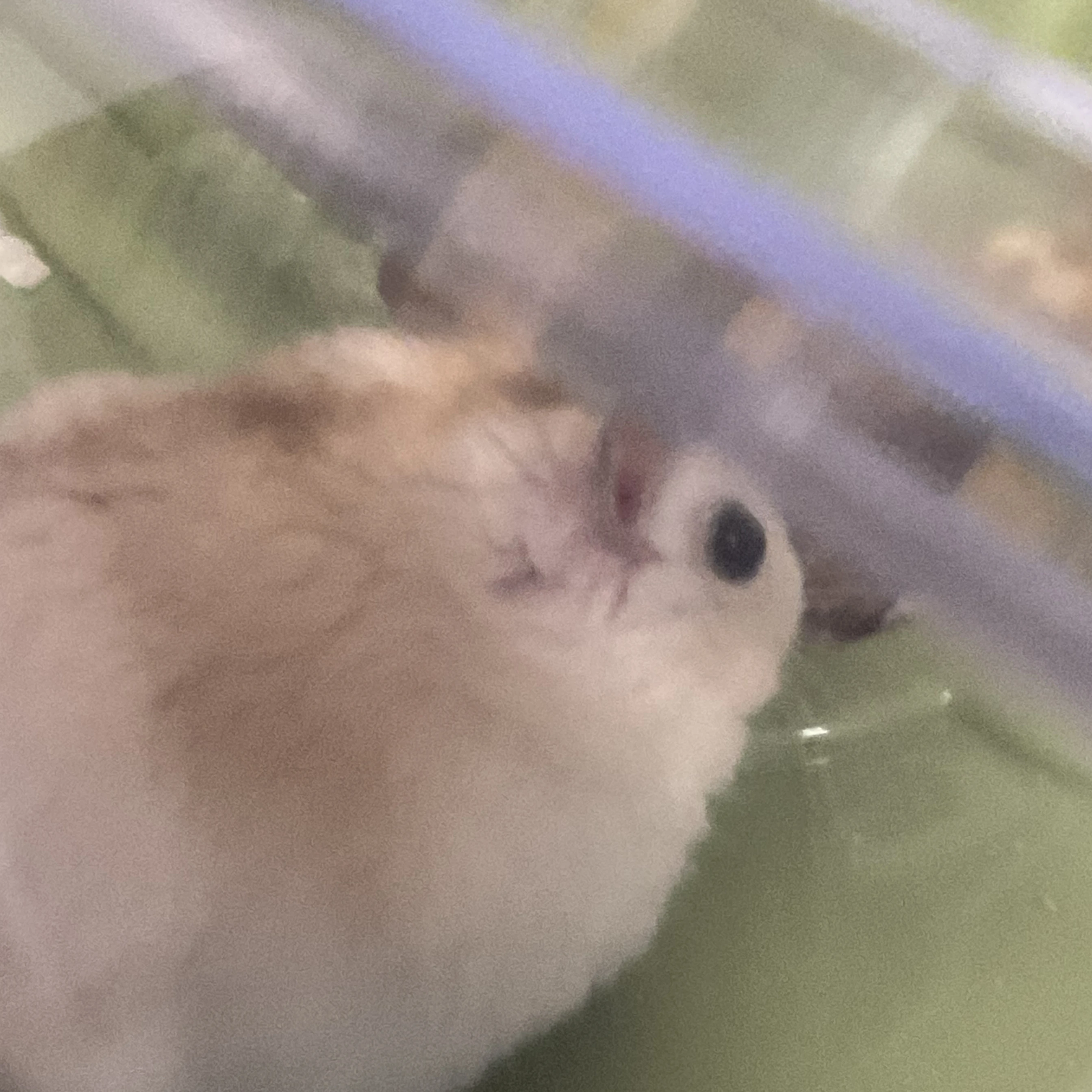 햄스터