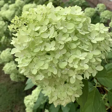 Profile image of 유영하