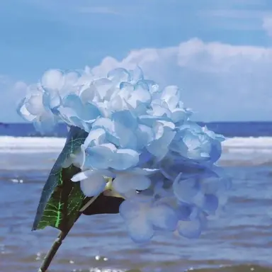 Profile image of 차이안