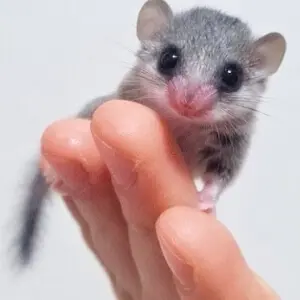 DenseBongo4098의 콩이