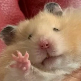 학꾜