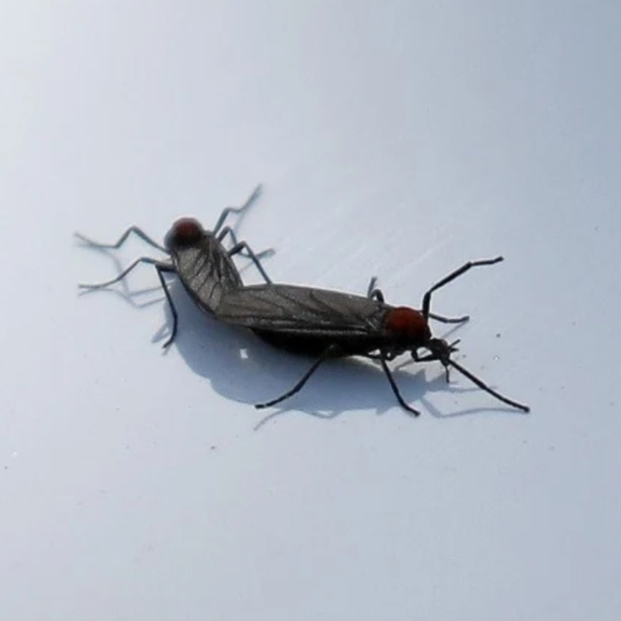 러브버그 죽이기 대표 이미지