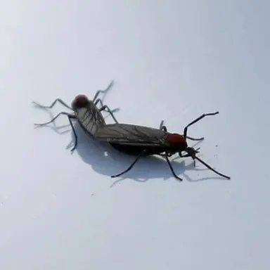 Profile image of 러브버그