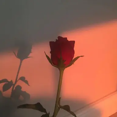 Profile image of 라더