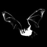 Profile image of D