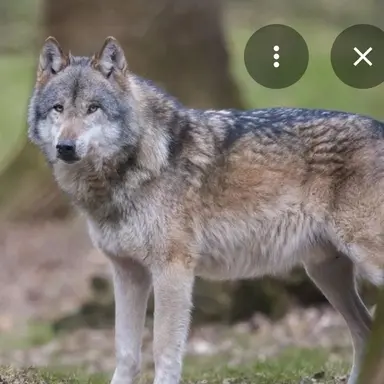 Profile image of 늑대