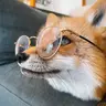 Profile image of Fox