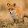 Profile image of 안나오는 인케케크롱