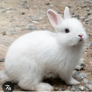 Profile image of 토끼