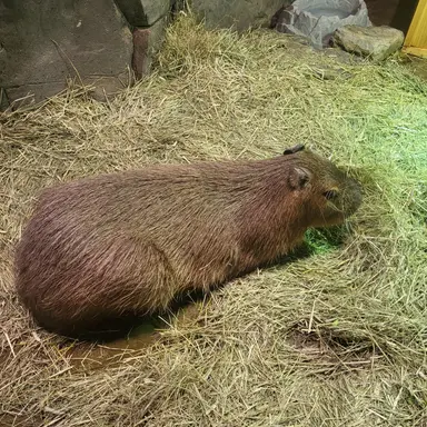 Profile image of 충충이포포혜진채유