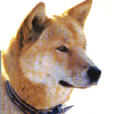 Profile image of 진도