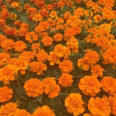 Profile image of 덕개