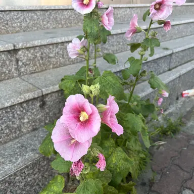 Profile image of 공룡