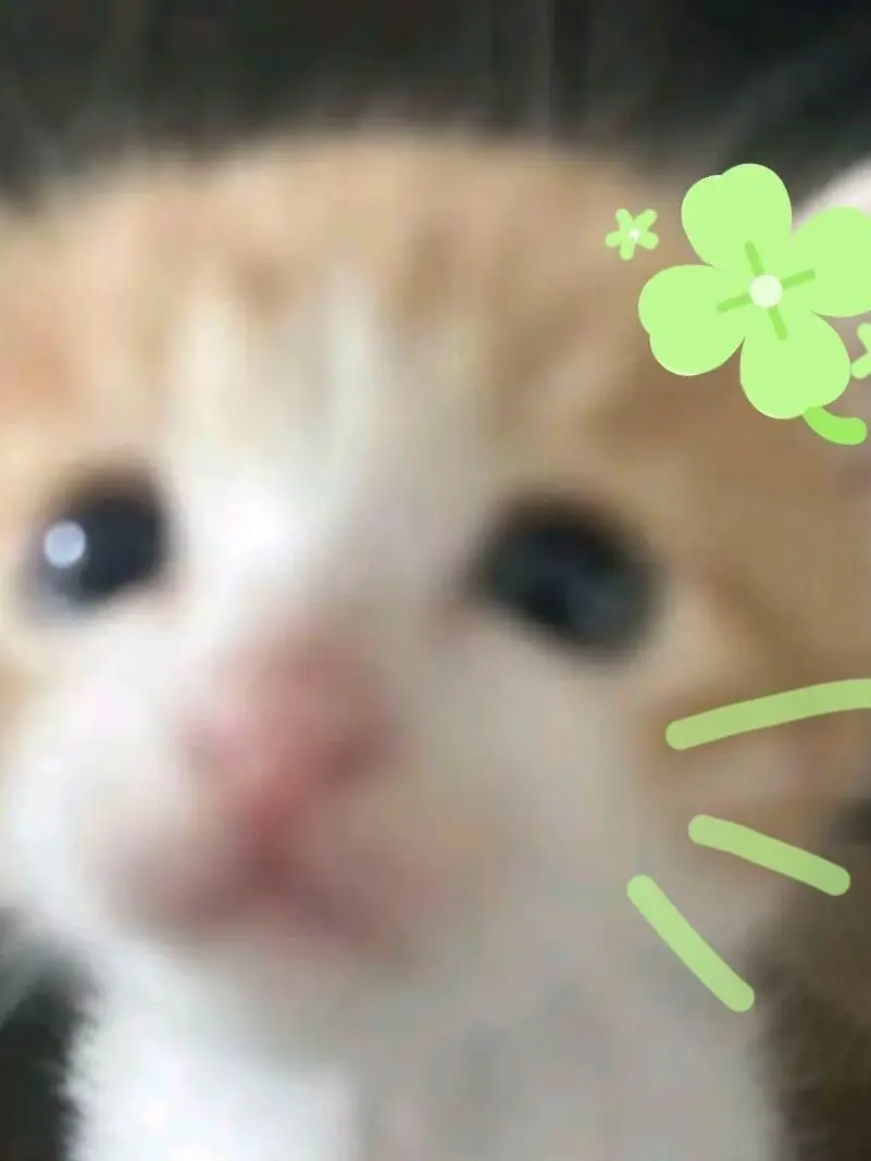 Star.Candy의 미스터리 수사반 [고양이 대소동?!]