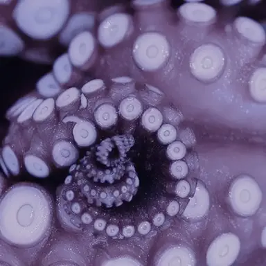 Profile image of Kravos