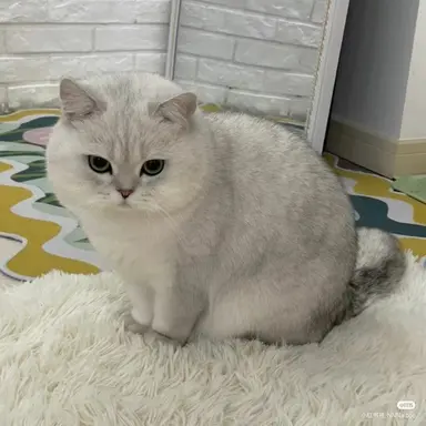 Profile image of 모찌 Mochi