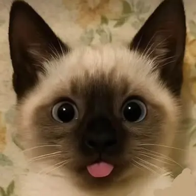 Profile image of 모카 Mocha