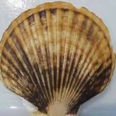 Profile image of 가리비