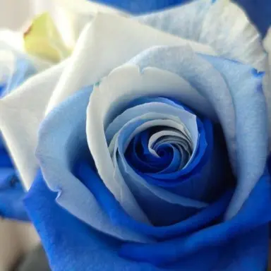 Profile image of 유서연