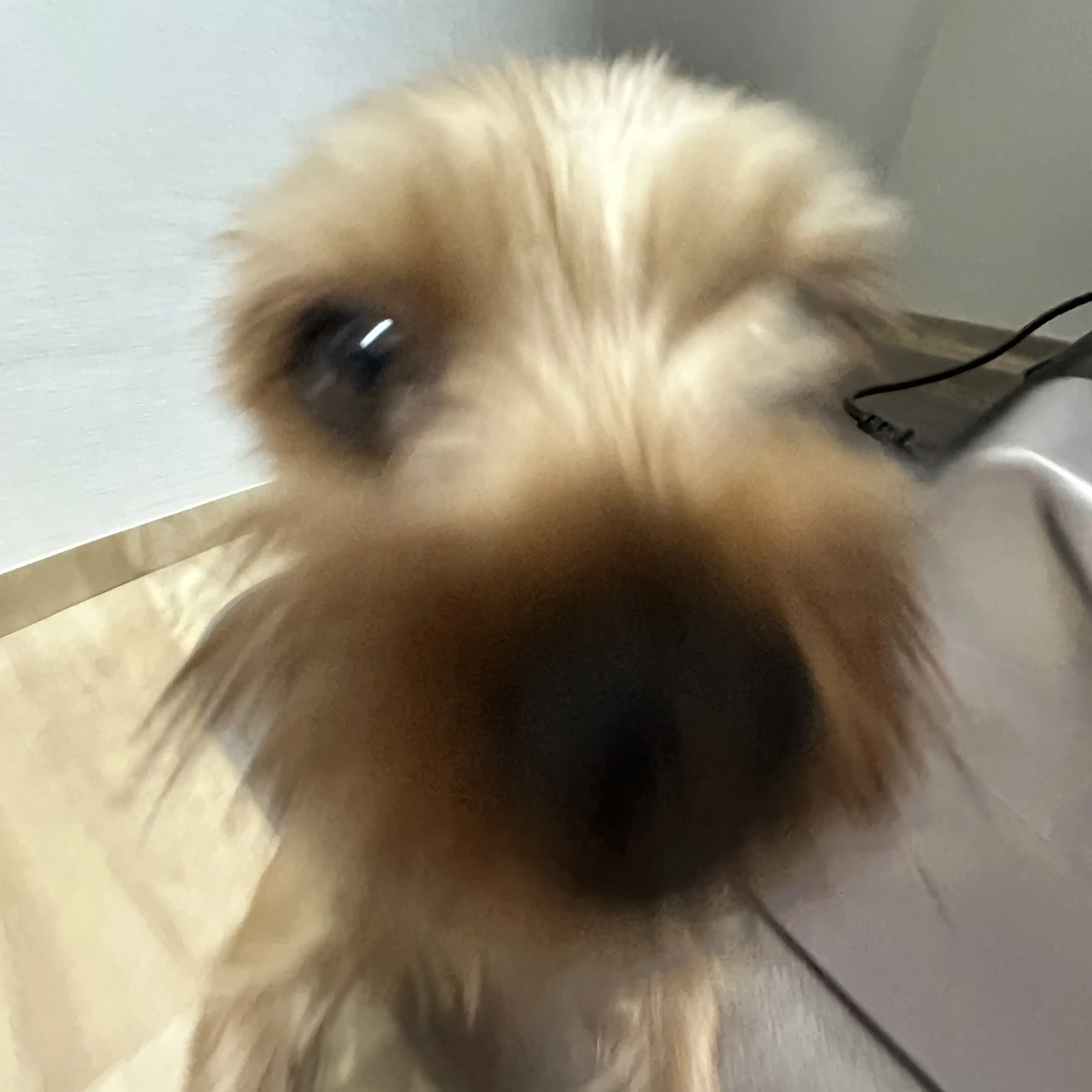 choahappy의 강매강