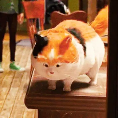 Profile image of Mochi