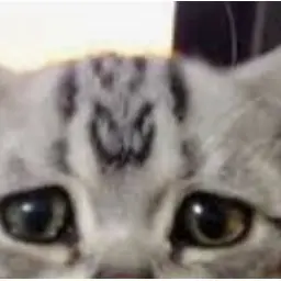 Profile image of Ejel
