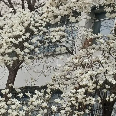 Profile image of 대저택