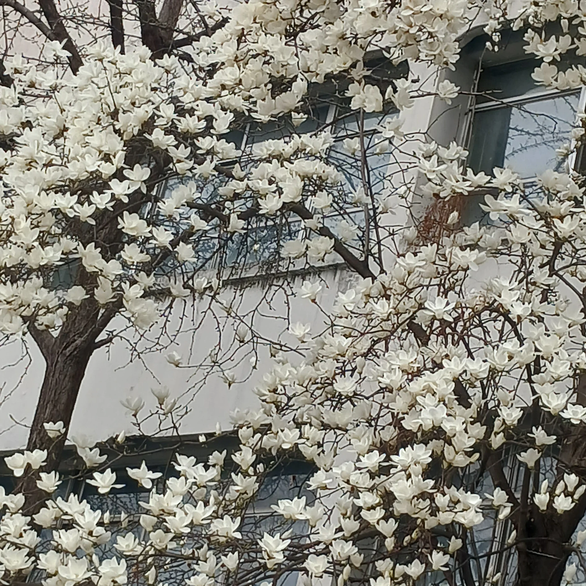 대저택