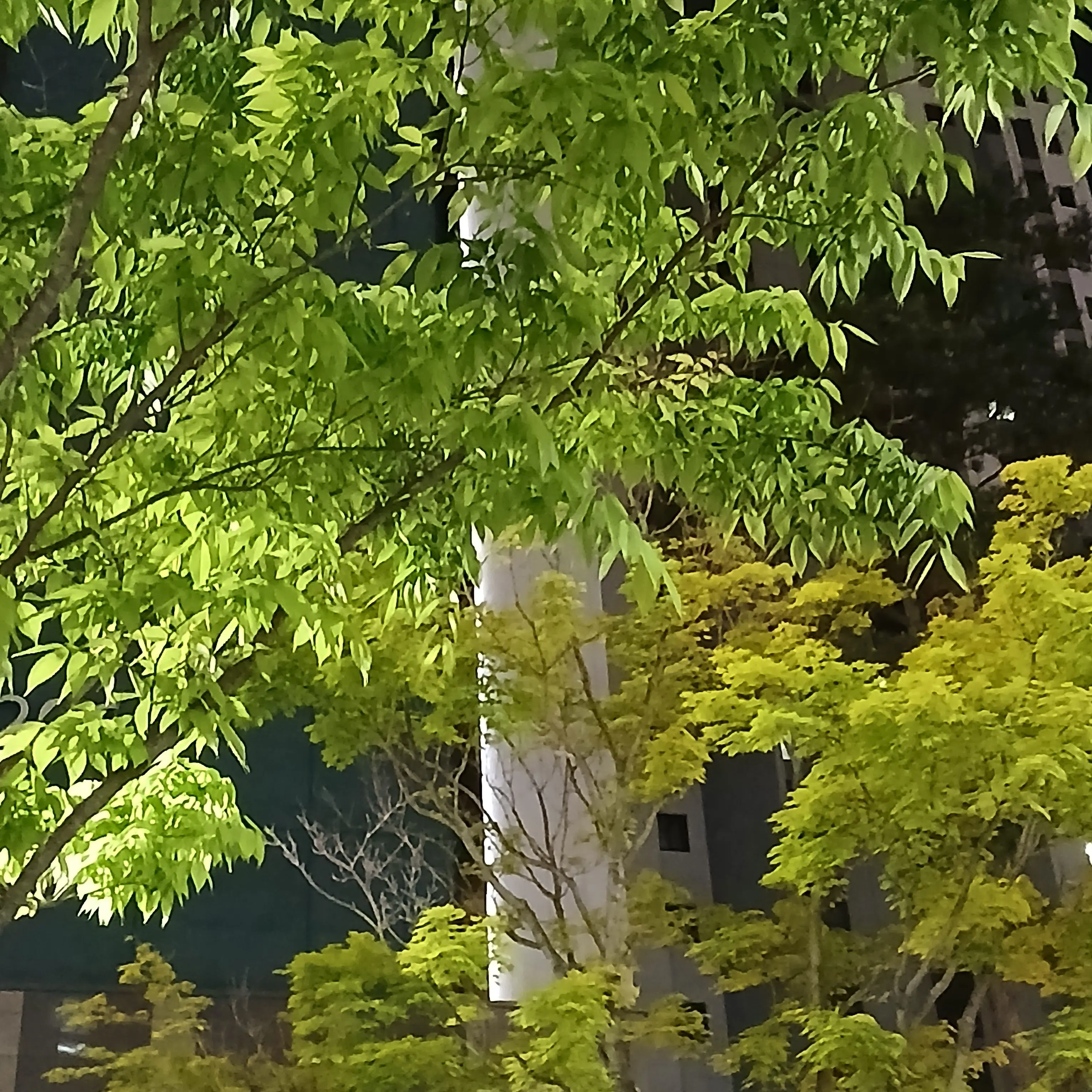 K1015의 남자 버튜버들