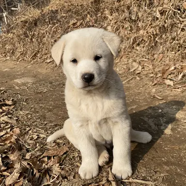 Profile image of 김티라노