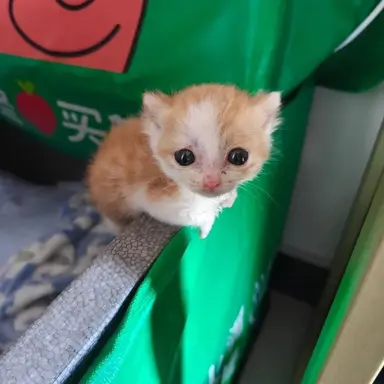Profile image of 고양이