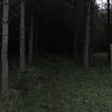 Profile image of Creppy forest