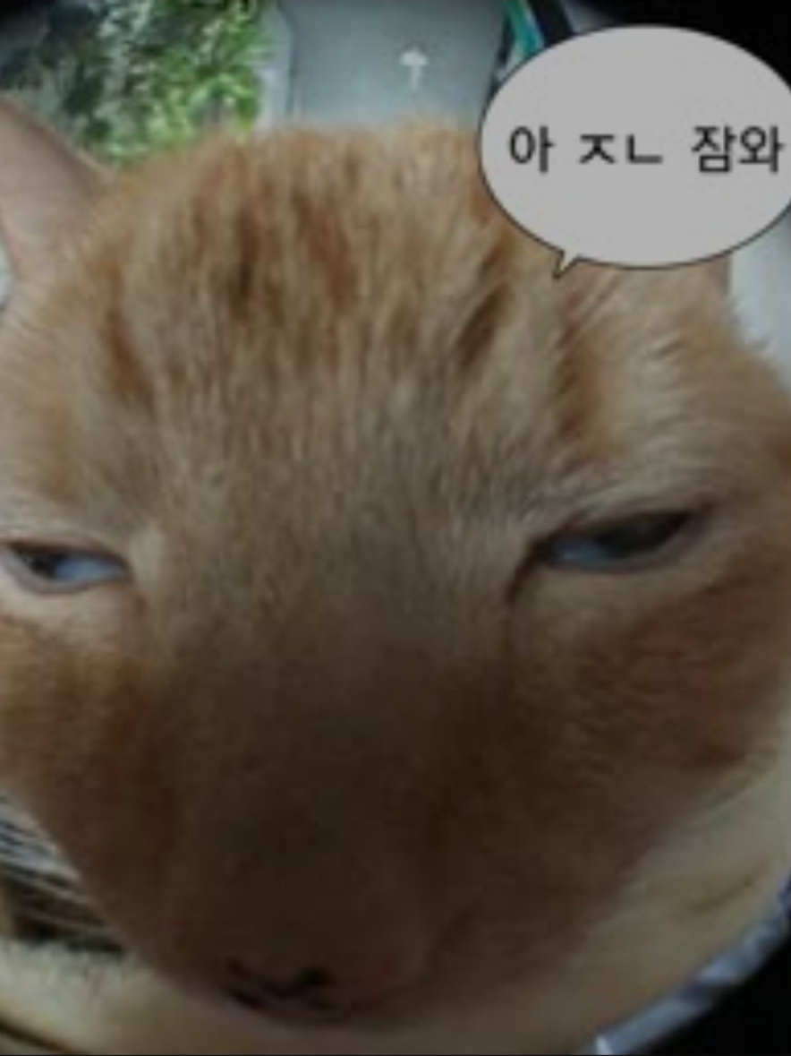 여우가 전학왔다... 대표 이미지