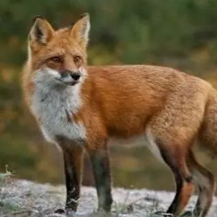 Profile image of 여우