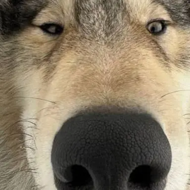 Profile image of 늑대