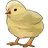 병아리