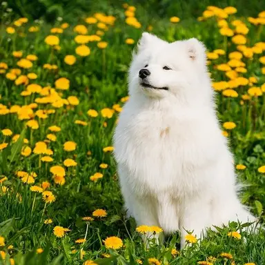 Profile image of 花